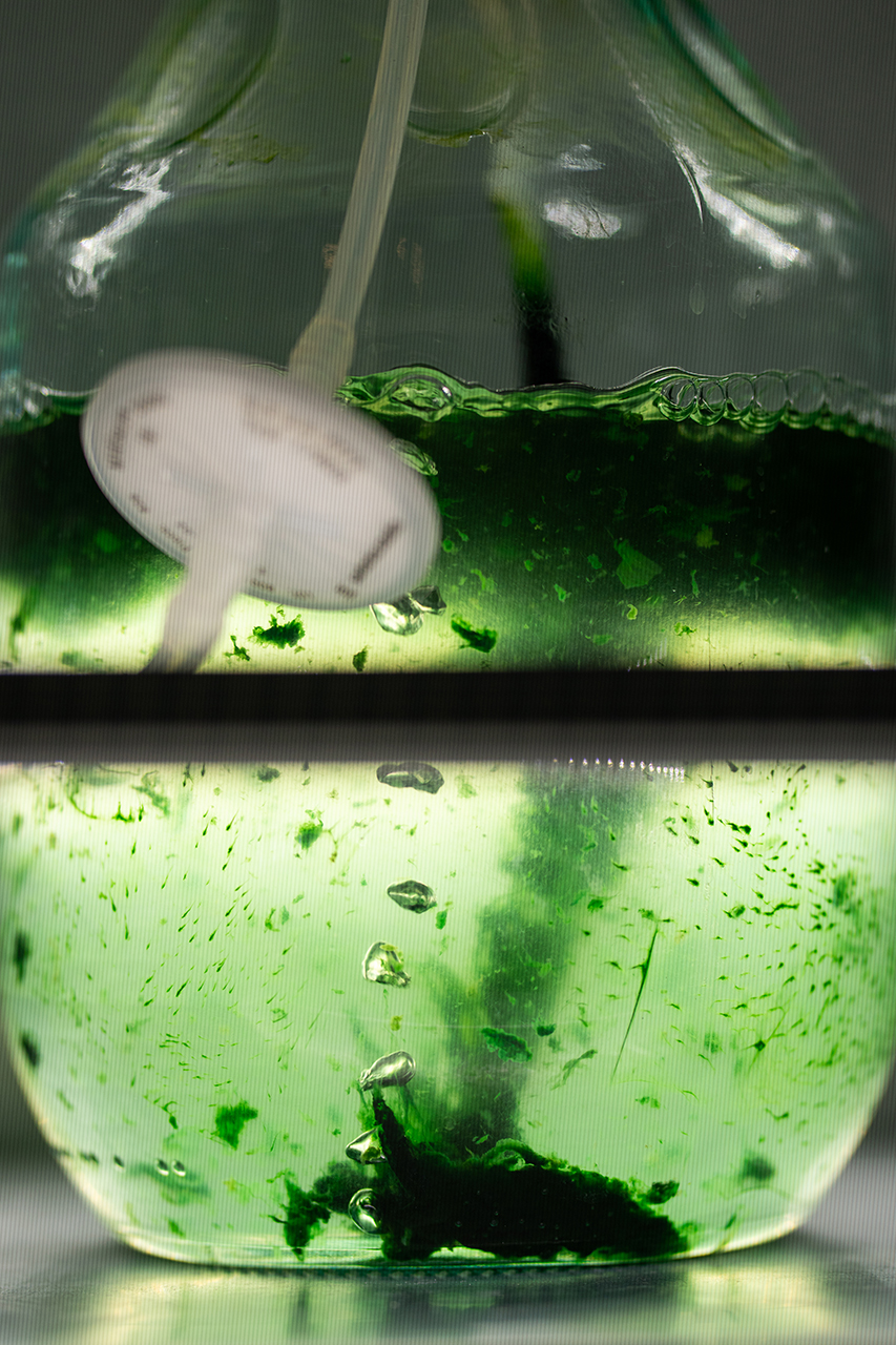 Ein Gefäß mit Flüssigkeit und Algen