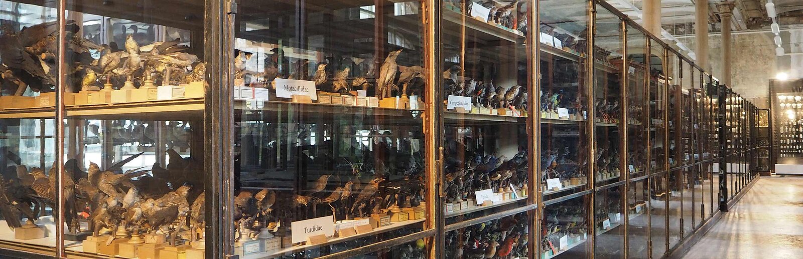Historische Vitrinenschränke im Depot des Museums für Naturkunde Berlin