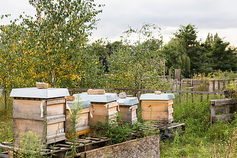 Bienenstöcke im Urban Garden