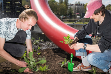 Studierende beim Anpflanzen 