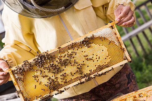 Honeycombs