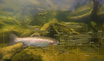 Forelle oder Flussbarsch? Das Programm des Start-ups MonitorFish kann mit künstlicher Intelligenz Fischarten unterscheiden und bestimmte Parameter erfassen.