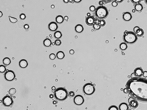 Die Emulsion unter dem Mikroskop
