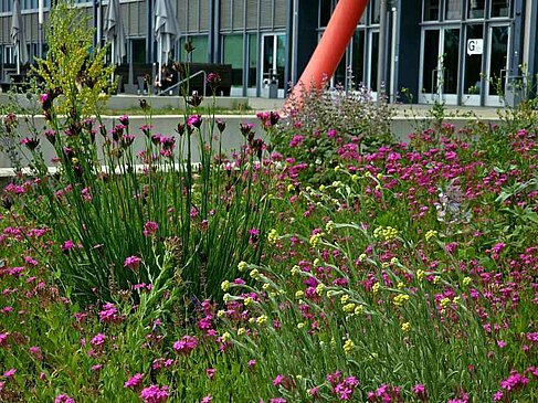 Blühwiese Campus Wilhelminenhof © HTW Berlin_Susann Ullrich