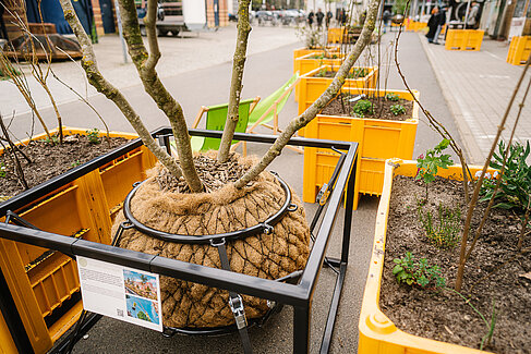 Ein Baum mit einem in Kokosfasern gehüllten Wurzelballen steht in einer Metallkonstruktion, umgeben von gelben Pflanzkästen mit Sträuchern und kleinen Bäumen sowie grünen Liegestühlen.