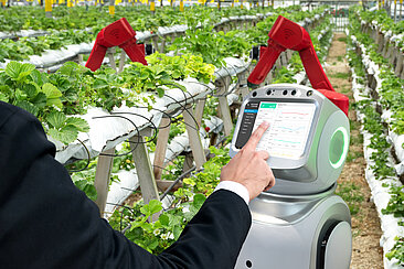 Eine Hand bedient einen Computer in einer Erdbeerplantage 