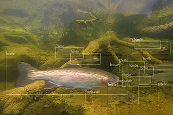 Forelle oder Flussbarsch? Das Programm des Start-ups MonitorFish kann mit künstlicher Intelligenz Fischarten unterscheiden und bestimmte Parameter erfassen.