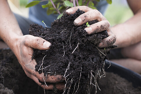 Repotting a plant