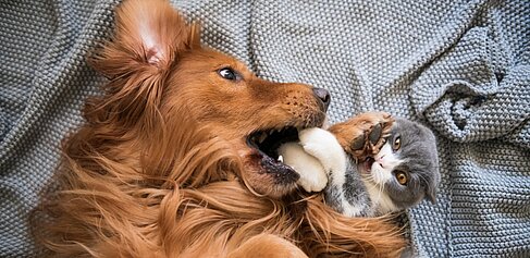 Hund und Katze kappeln sich