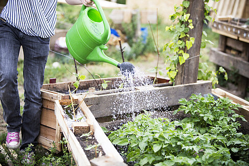 Watering plants 