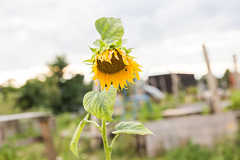 Sonnenblume