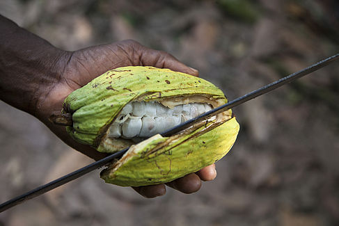 Kakao-Ernte in Ghana