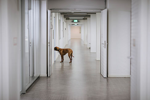 Hund steht auf einem leeren Gang und schaut in eine Tür